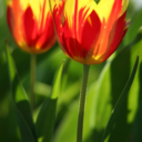 smalltulip avatar