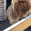 smarter-than-nobody avatar