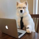 smartolddog avatar