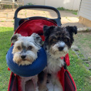 smell-of-bacon avatar