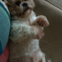 smellmyplacenta avatar