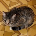 smells-like-tuna-spirit avatar