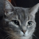 smellycheesecake avatar