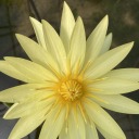 smellyfrogdick avatar