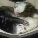 smellyweaselfriends avatar