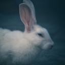 smile-watches-the-untamed avatar