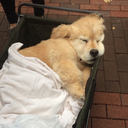 smileitcouldbeworse avatar