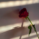 smiles-expire avatar