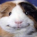 smiling-hamster avatar