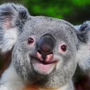 smiling-koalas avatar