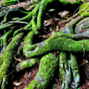 smiling-psycho avatar