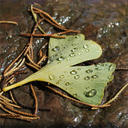 smilingcrescent avatar