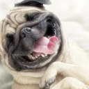 smilingdoggies-blog avatar