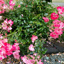 smith954-blog avatar