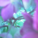 smitteninsecrecy avatar