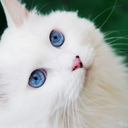 smittenkitten26 avatar