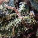 smoke-greens-create-dreams avatar