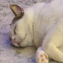 smokecheeseeveryday avatar