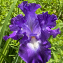 smokedwood211 avatar