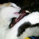 smokepuncher69 avatar