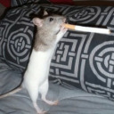 smoker-rat-blog avatar