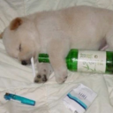 smokeysensualist avatar