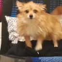 smokeythewolftherian avatar