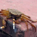 smoking-crabs-blog avatar