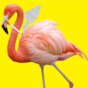 smokingflamingo avatar