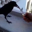 smokinghotcrow avatar