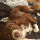 smol-baby-bat avatar