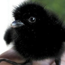 smol-birblikesfire avatar