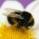 smol-bumblebee-blog avatar