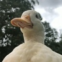 smol-depressed-monkey avatar