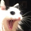 smol-flower-kiddo avatar