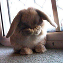 smolbabybunnythings-blog avatar