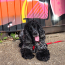 smolbeanthings avatar