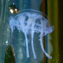 smolderingtributequirk avatar