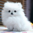 smolfluffybork avatar