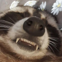 smooshyraccoon avatar