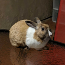 smores-the-bun avatar