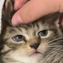 smudgeplifkin avatar