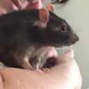 smudgyblobwolfcomics avatar