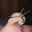 snail-adventures avatar