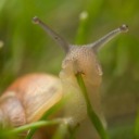 snail-ale avatar