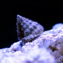 snail-antidote avatar