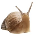 snail-bird avatar