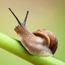 snail-care avatar