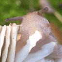 snail-cupcakes avatar