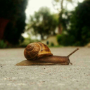 snail-friends avatar